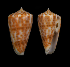 Conus alexandrei
