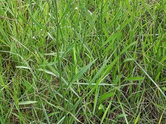 Symphyotrichum subulatum