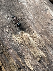 Polyrhachis lamellidens
