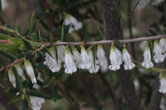 Styphelia biflora