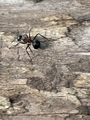 Polyrhachis lamellidens