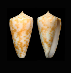 Conus alexandrei