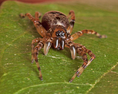 Battalus wallum