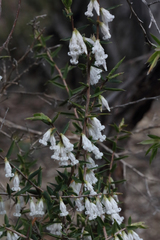Styphelia biflora