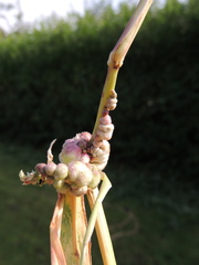 Ustilago trichophora