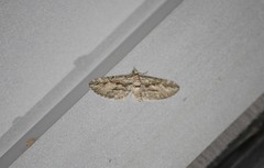 Eupithecia phoeniceata