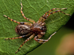 Battalus wallum