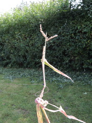 Ustilago trichophora