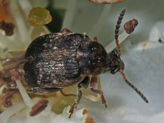 Bruchus rufimanus