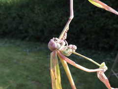 Ustilago trichophora