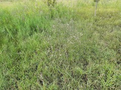 Symphyotrichum subulatum squamatum