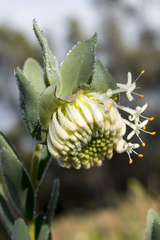 Pimelea floribunda