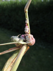 Ustilago trichophora