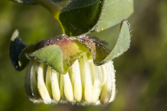 Pimelea floribunda