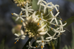 Pimelea floribunda