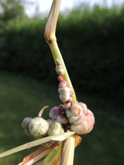 Ustilago trichophora