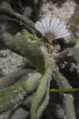 Scaevola canescens