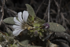 Scaevola canescens