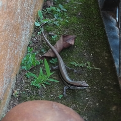 Sphenomorphus maculatus