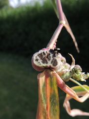 Ustilago trichophora