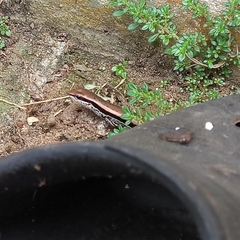 Sphenomorphus maculatus