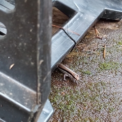 Sphenomorphus maculatus