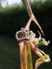 Ustilago trichophora