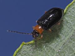 Luperus luperus