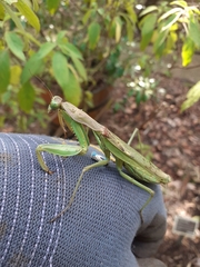 Polyspilota aeruginosa