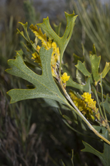 Synaphea aephynsa