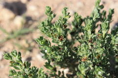 Lithospermum cinereum