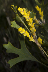 Synaphea aephynsa