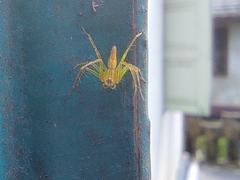 Oxyopes macilentus