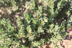 Lithospermum cinereum
