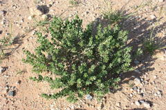 Lithospermum cinereum