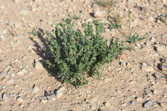 Lithospermum cinereum