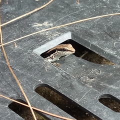 Sphenomorphus maculatus