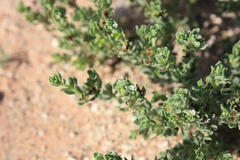 Lithospermum cinereum