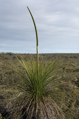 Xanthorrhoea acanthostachya