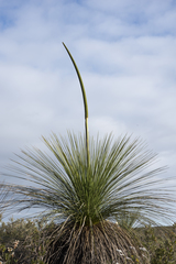 Xanthorrhoea acanthostachya