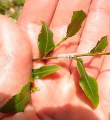 Ochna serrulata