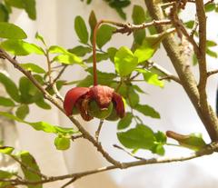 Ochna serrulata