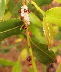 Ochna serrulata
