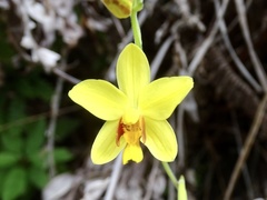 Spathoglottis pubescens