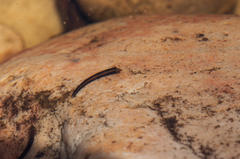 Athripsodes bergensis