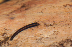 Athripsodes bergensis