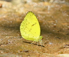 Eurema andersoni