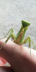 Hierodula transcaucasica