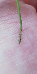 Hierodula transcaucasica