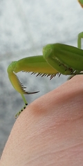 Hierodula transcaucasica